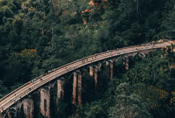 A train traveling over a bridge in the middle of a forest