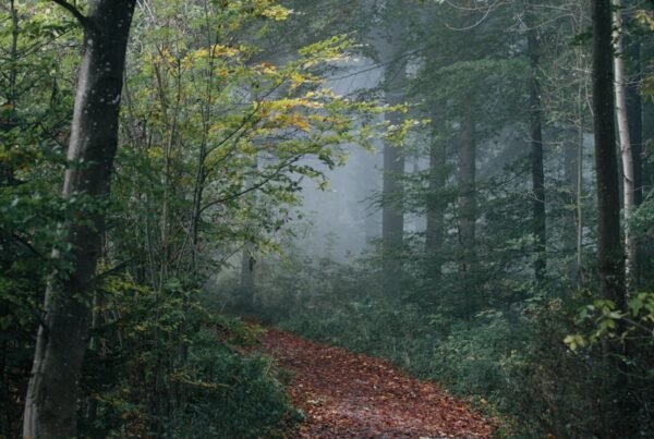 pathway in forest wallpaper